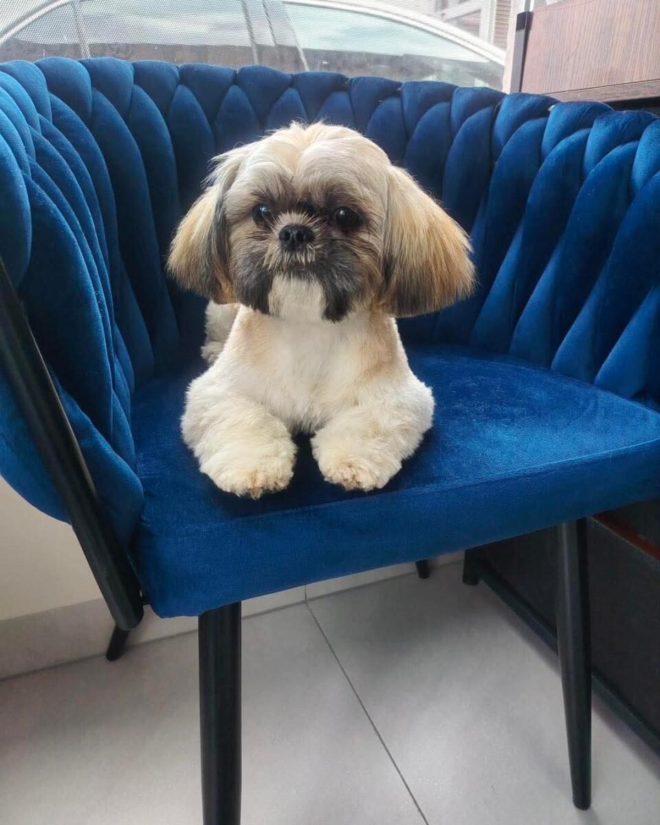 Daisy