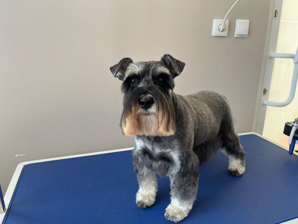 Tobi