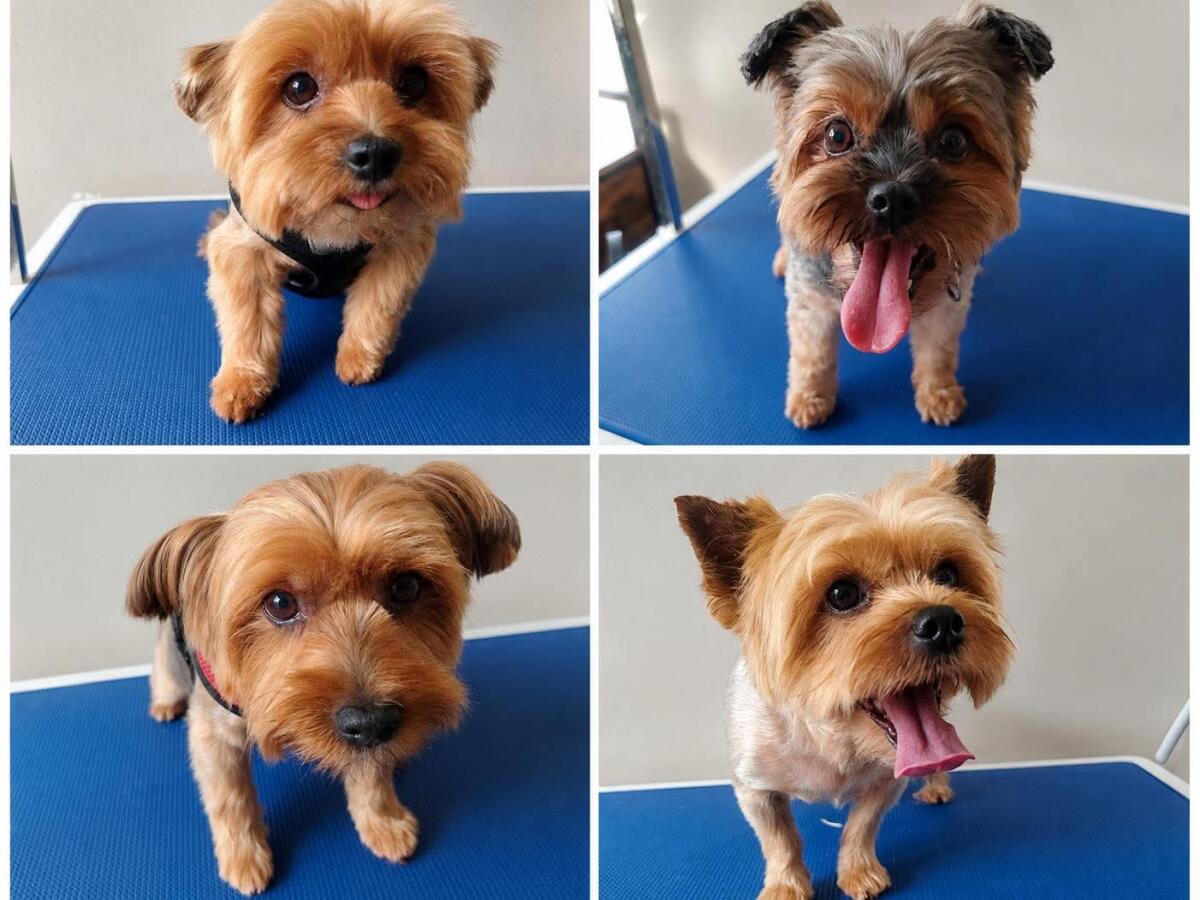 Rodzinka: Maja, Tosia, Roki, Enzo