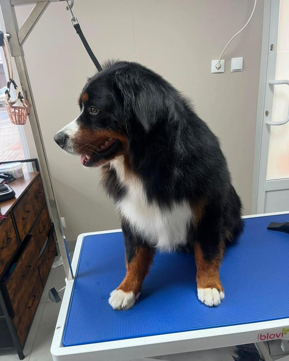 Bella i Józek