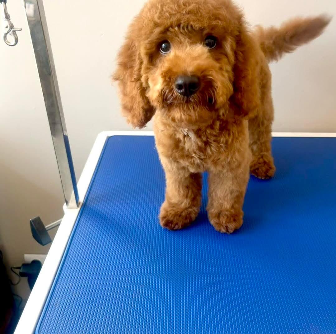 Hugo
