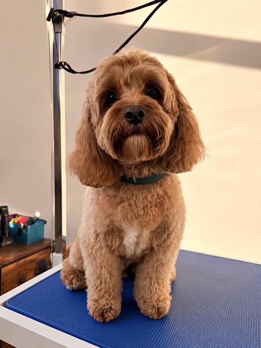 Didi