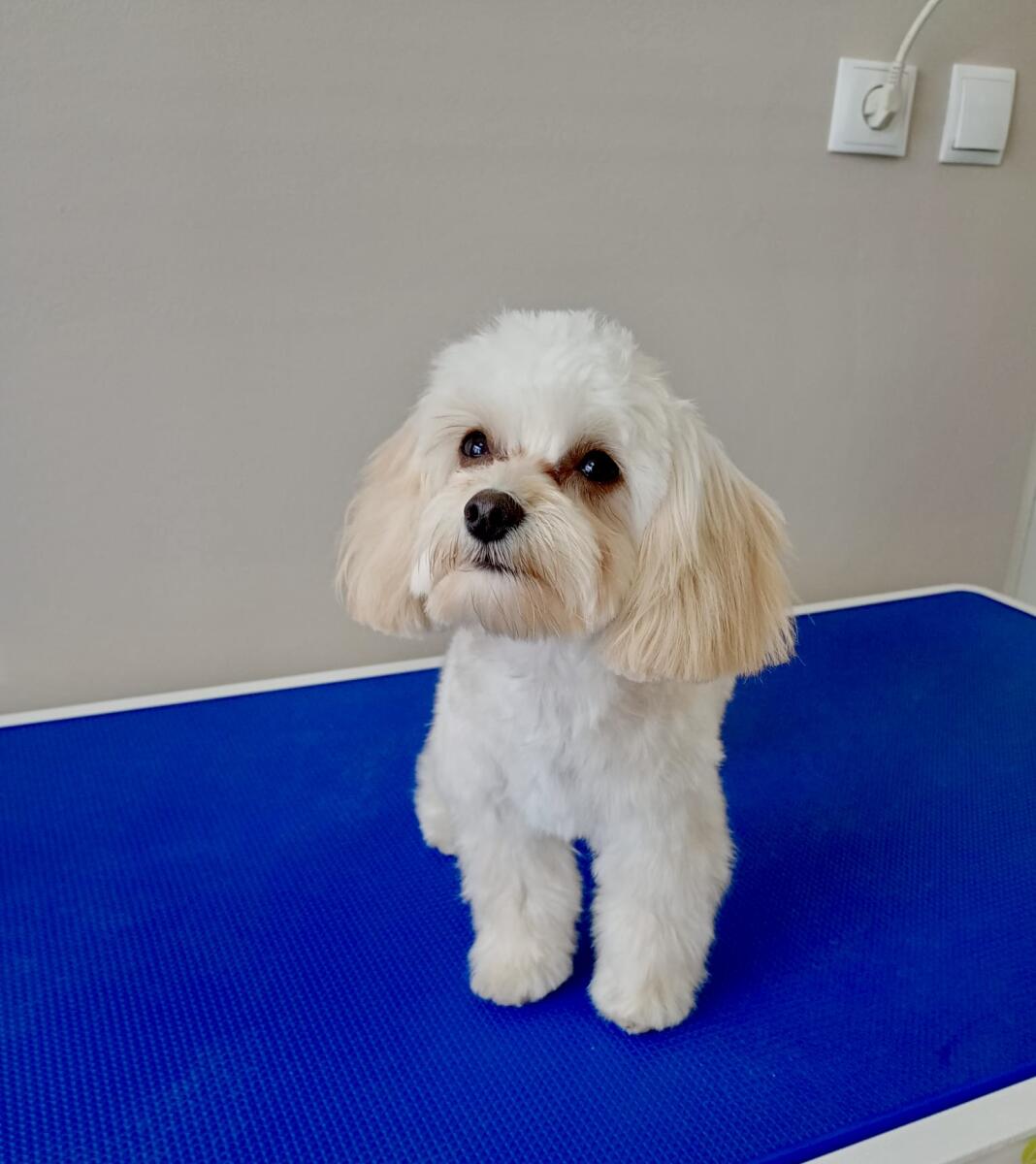 Lulu